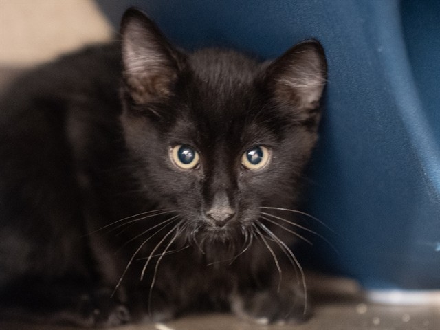 Felix - Male - Domestic SH