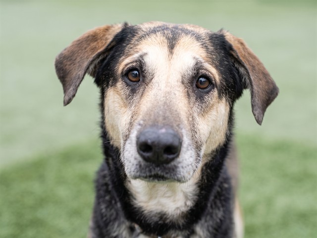 Apple Pie - Female - German Shepherd-Siberian Husky