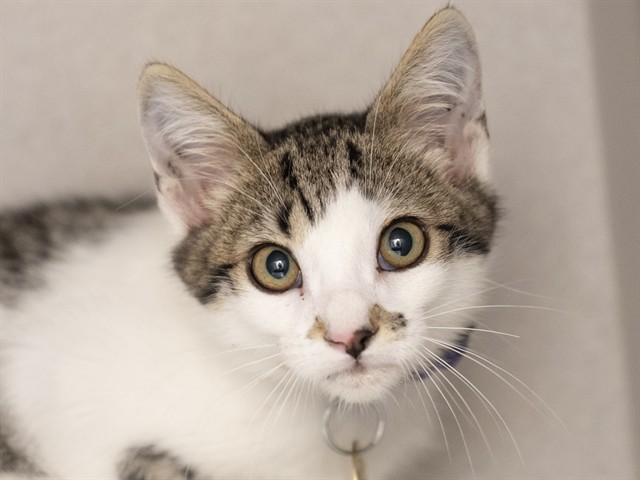Silog - Male - Domestic SH