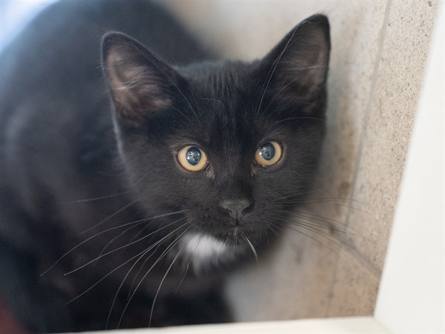 Pumpkin - Male - Domestic SH