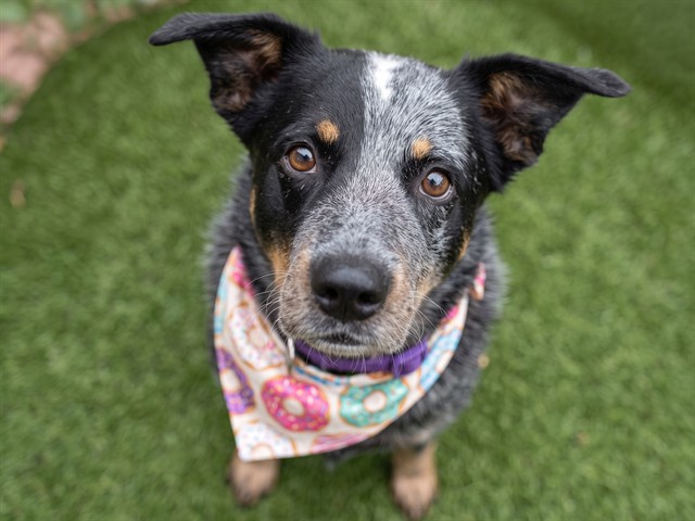 Diesel - Male - Australian Cattle Dog
