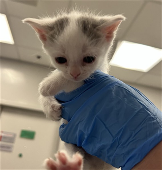 Jebediah - Female - Domestic SH
