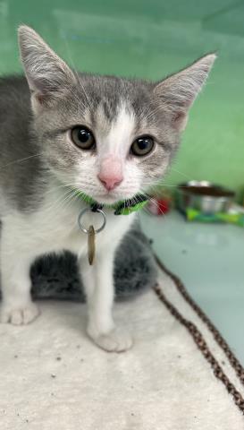 Rosemary - Female - Domestic SH