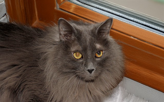 Gordo - Male - Domestic LH