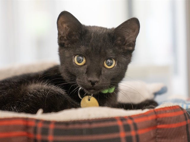 Arugula - Female - Domestic SH