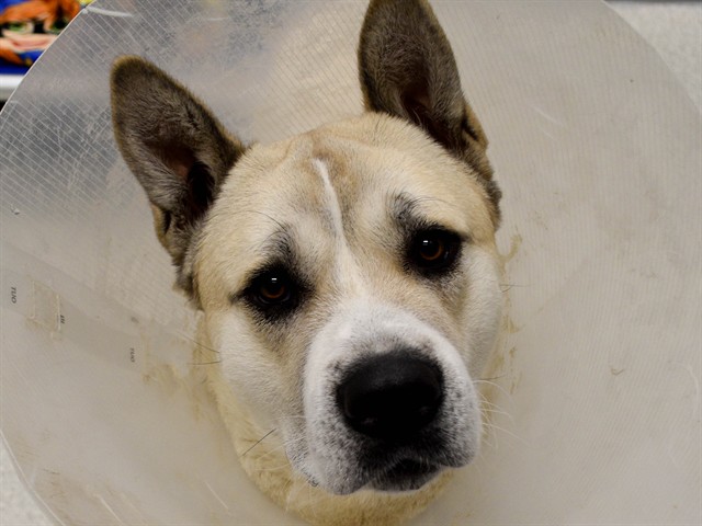 Poudre - Male - Akita-Mix