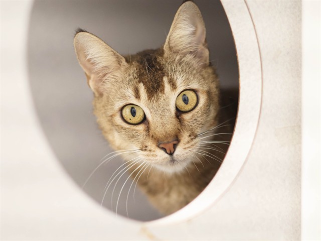 Durian - Female - Domestic SH