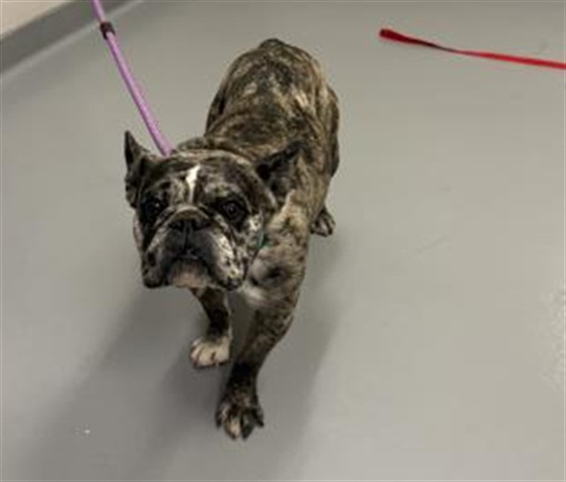 Gorda - Female - French Bulldog