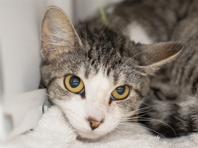 Lulu - Female - Domestic SH