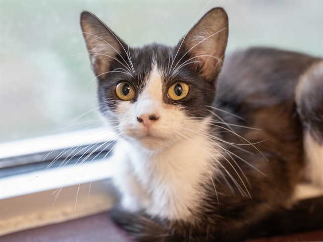 Tonita - Female - Domestic SH