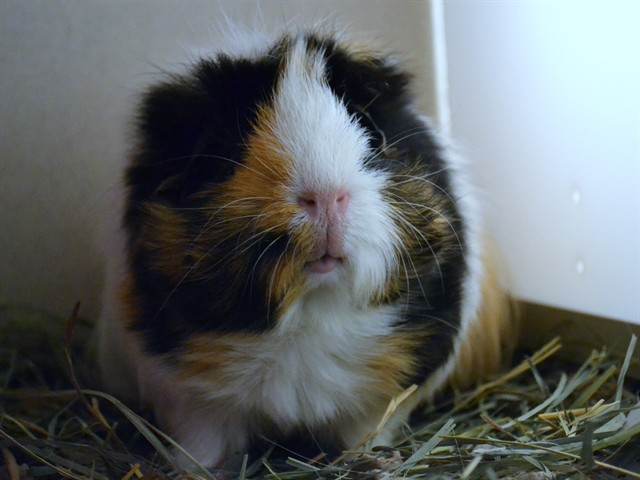 Mocha - Female - Guinea Pig