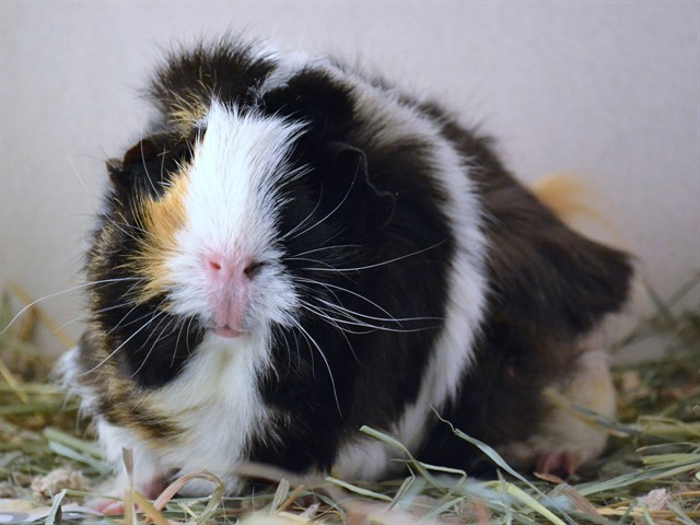 Spice - Female - Guinea Pig