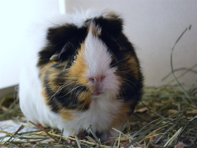 Caramel - Female - Guinea Pig
