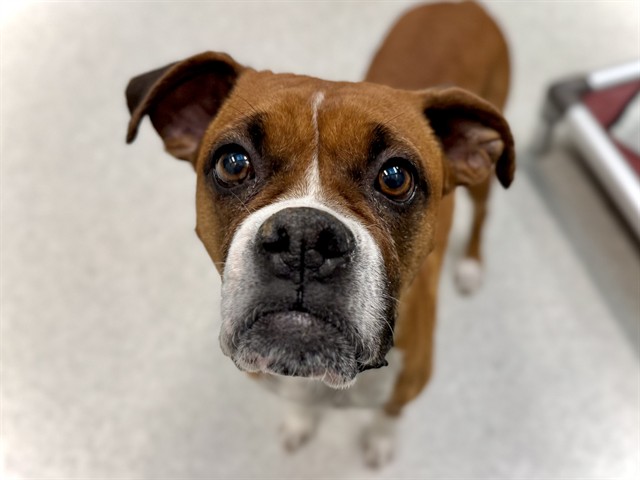 Kawasaki - Female - Boxer