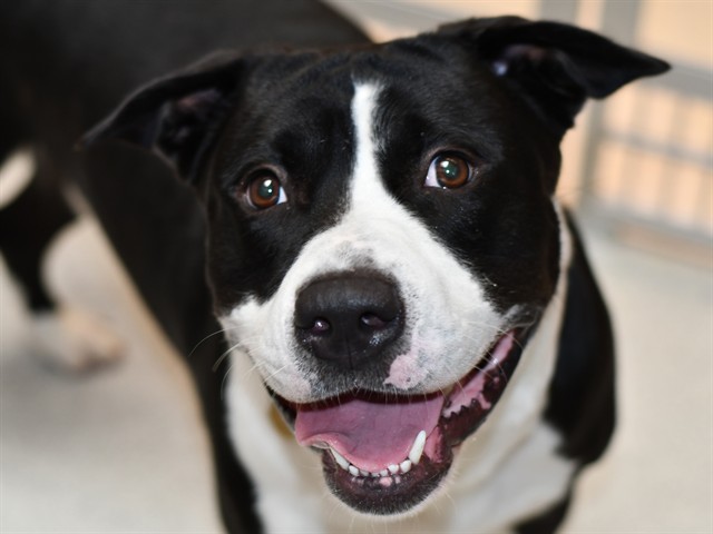 Holstein - Male - Pit Bull-Mix