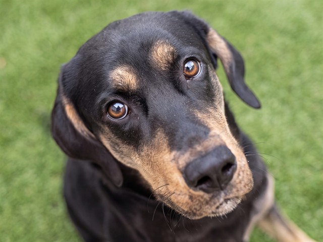 Cash - Male - Labrador Retriever-German Shepherd