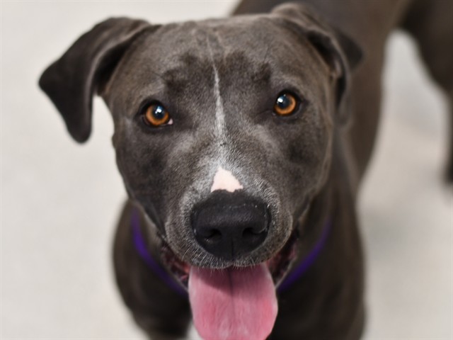Gingko - Male - Pit Bull-Mix