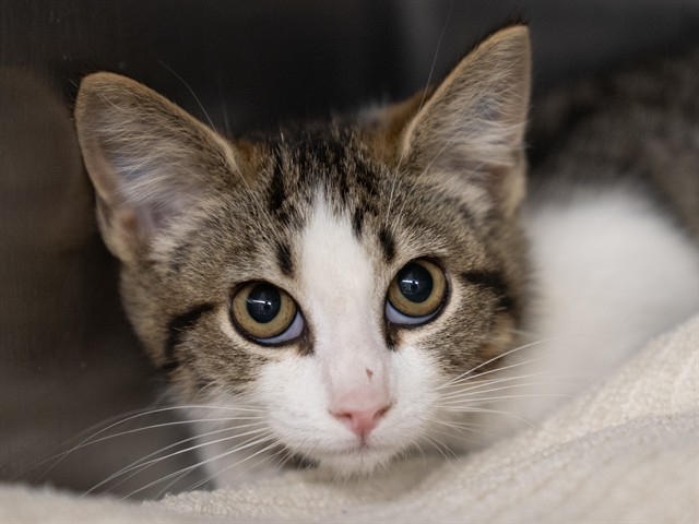 Chauncy - Male - Domestic SH