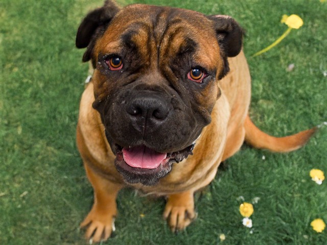 Cinnamon - Female - Mastiff