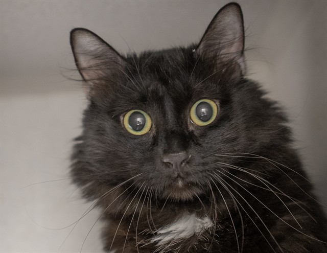 Vincenzo - Male - Domestic MH
