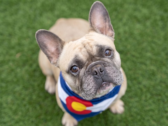 Leo - Male - French Bulldog