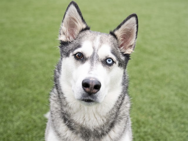 Tucker - Male - Siberian Husky