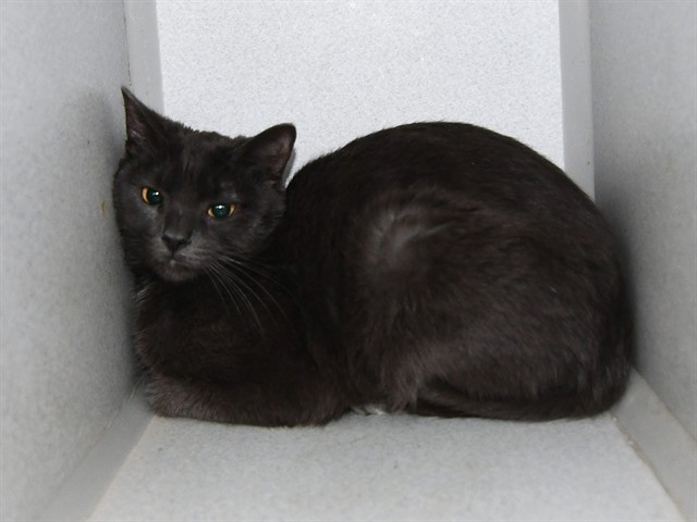 Astrid - Female - Domestic SH
