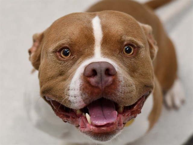 Rangoon - Male - Staffordshire Bull Terrier-Mix