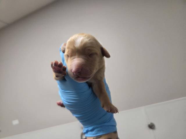 Xavier - Male - Nonspecific