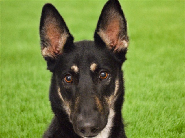 Zelda - Female - German Shepherd