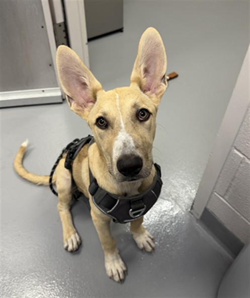 Poppy - Female - Nonspecific