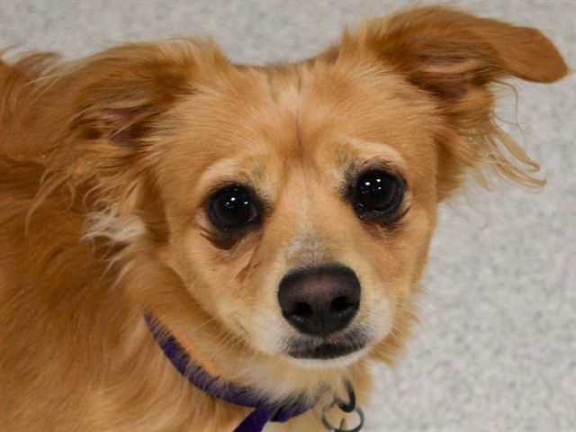 Chewy - Male - Chihuahua-Mix