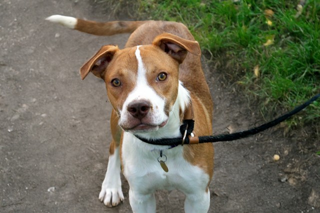 Jasper - Male - Nonspecific