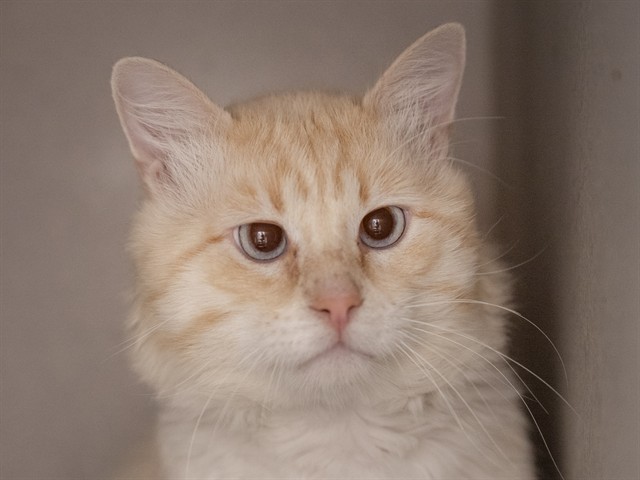 Creamsicle - Male - Domestic SH