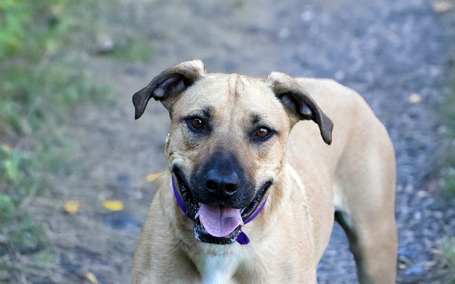 Mister Kobe - Male - Black Mouth Cur