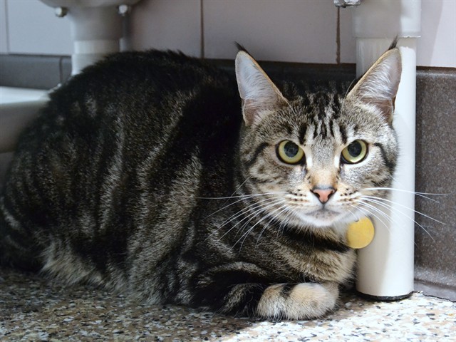 Mochi - Female - Domestic SH