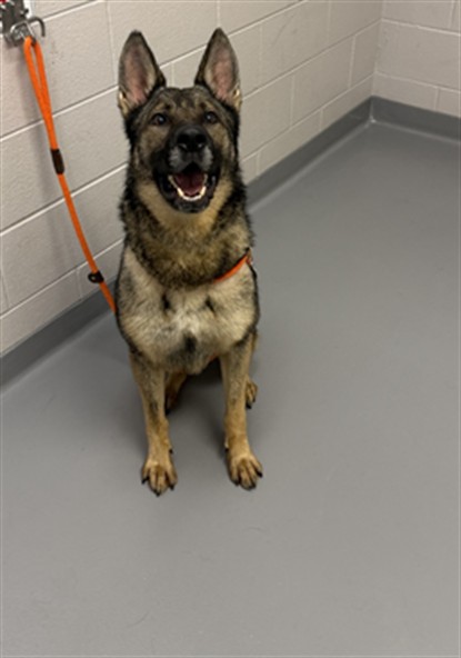 Codie - Male - German Shepherd