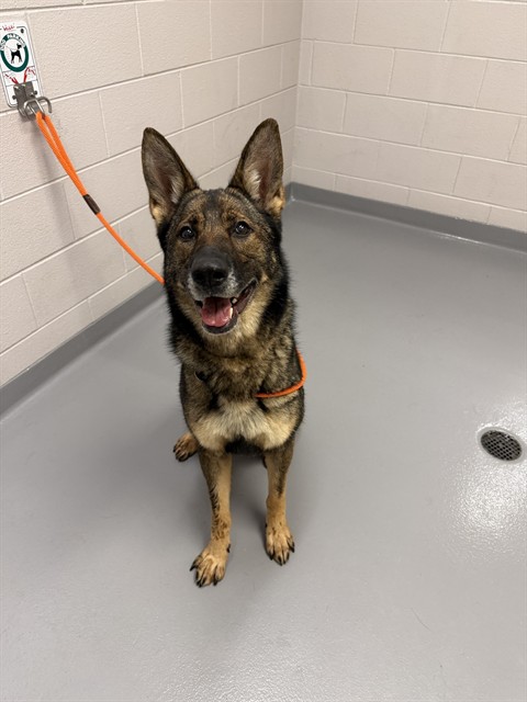 Dixie - Female - German Shepherd