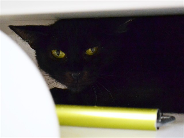 Candy Apple - Female - Domestic SH