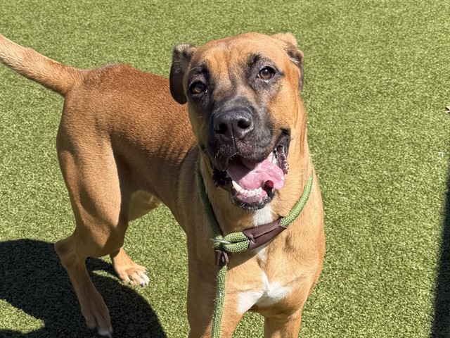 Momo - Female - Boxer