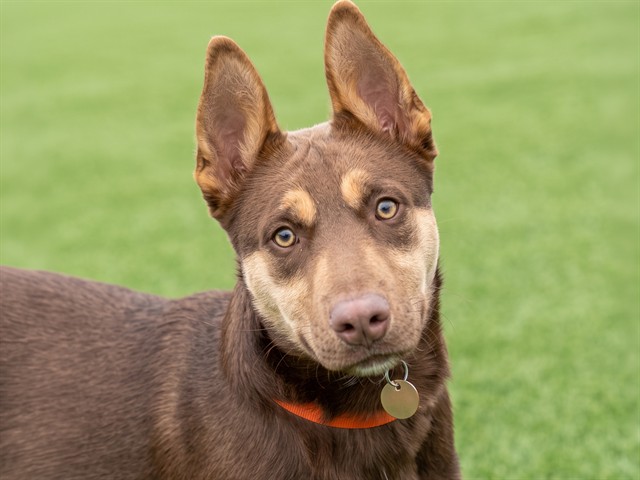 Cheddar Cheese - Male - German Shepherd
