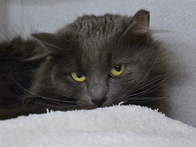 Jillian - Female - Domestic MH