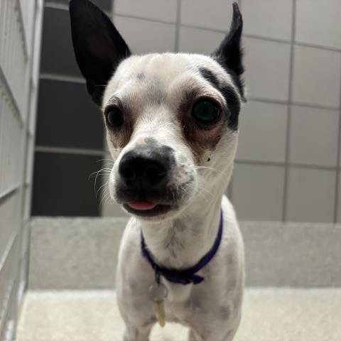 Bendi - Male - Chihuahua-Italian Greyhound