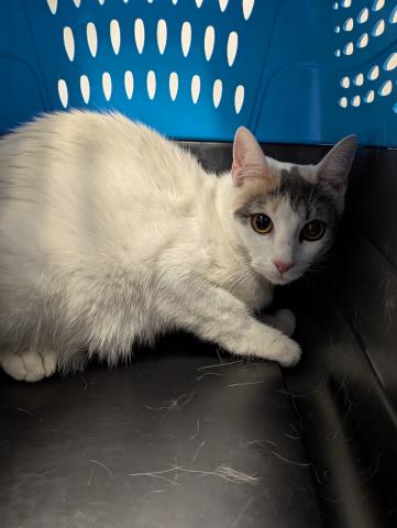  - Female - Domestic SH