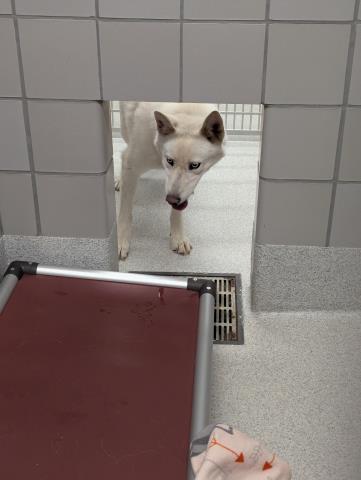Phantom - Male - Siberian Husky