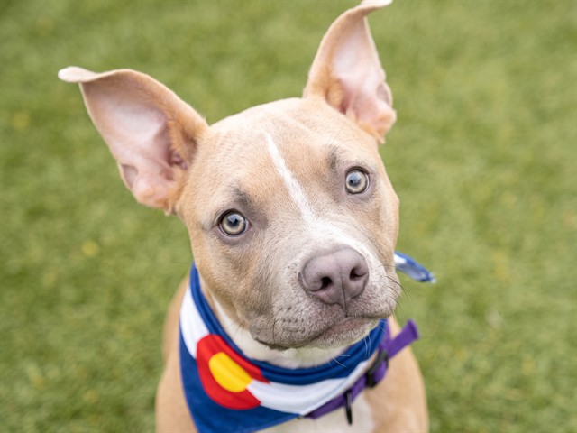 Wilbur - Male - Pit Bull