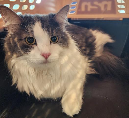 Bucket - Male - Domestic LH