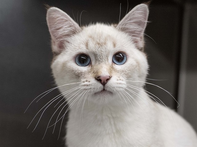 Nana - Female - Domestic SH
