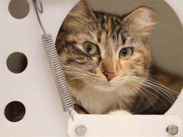 Penelo - Female - Domestic LH
