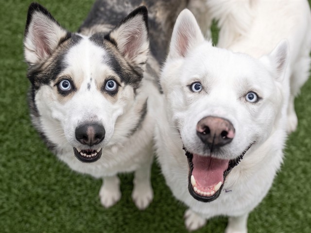 Sasha - Female - Siberian Husky